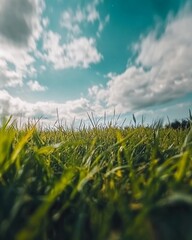 Fototapeta premium Expansive Green Grass Field Under a Bright Blue Sky With Scattered Clouds on a Sunny Day