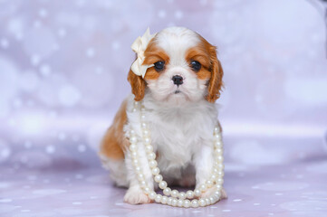 dog puppy cavalier king charles spaniel on light background with bokeh