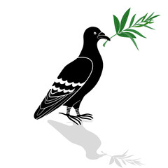 Dove ( turtle dove) with olive branch isolated on a white background vector tattoo peace