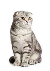 Obraz premium Adorable Scottish Fold Cat Grey Tabby Kitten Pet Portrait