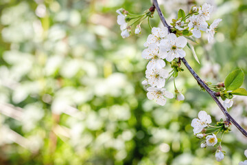 Branch of blooming apricot tree in spring with blurred background
