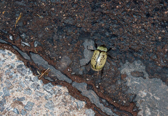Female western hercules beetle