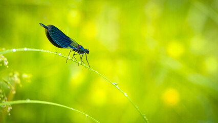 Calopteryx virgo. dragonfly sits on the grass with dew drops. small predator. beautiful dragonfly with large blue wings on a gentle yellow-green blurred background. bokeh, close-up. macro nature