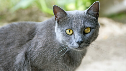 beautiful gray cat. close-up of the head of a gray cat with big yellow eyes. Chartres the cat looks directly into the camera with large yellow golden eyes. domestic animal. blue cat