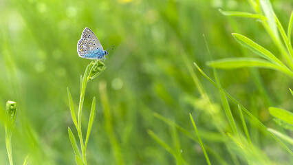 A bright blue butterfly sits in the meadow, in the green grass. on a beautiful blurred green background. butterfly Polyommatus icarus. macro nature, insects in its habitat. space for text