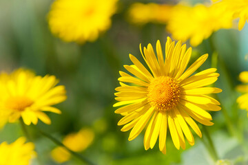 beautiful delicate yellow chamomile flowers, on a green background. large flower of field daisy. yellow flowers on the flowerbed. floral background. yellow chamomile in spring or summer, in the sun.