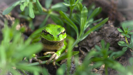 Hyla arborea. tree climber. Marsh frog, frog eyes, Pelophylax ridibundus, in nature habitat. Wildlife scene from nature, green animal. Beautiful frog in a swamp. amphibian close-up