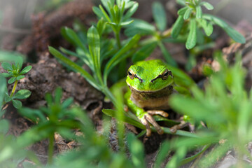 Hyla arborea. tree climber. Marsh frog, frog eyes, Pelophylax ridibundus, in nature habitat. Wildlife scene from nature, green animal. Beautiful frog in a swamp. amphibian close-up