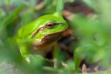 Hyla arborea. tree climber. Marsh frog, frog eyes, Pelophylax ridibundus, in nature habitat. Wildlife scene from nature, green animal. Beautiful frog in a swamp. amphibian close-up