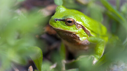 Hyla arborea. tree climber. Marsh frog, frog eyes, Pelophylax ridibundus, in nature habitat. Wildlife scene from nature, green animal. Beautiful frog in a swamp. amphibian close-up