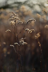 Roślinność środkowego biegu Wisły © grzegorz
