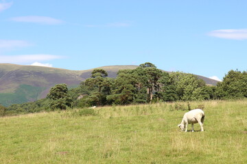 sheep in the mountains