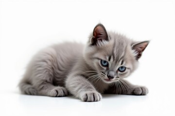 Cute Chartreux Kitten with Striking Blue Eyes Posing on White Background Perfect for Pet Lovers
