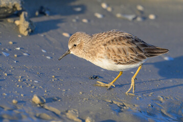 Least sandpiper (Calidris minutilla) walking at the ocean beach in search fof food, photographed from a low viewpoint, Galveston, Texas, USA.
