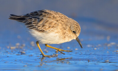 Least sandpiper (Calidris minutilla) walking at the ocean beach in search for food, photographed from a low viewpoint, Galveston, Texas, USA.