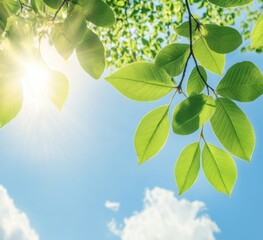 Obraz premium Sunlight Filters Through Vibrant Green Leaves Against a Clear Blue Sky During a Bright Afternoon in a Tranquil Outdoor Setting