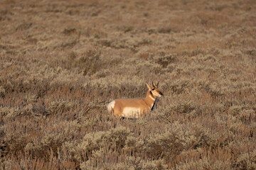 Pronghorn in morning light in Grand Teton National Park