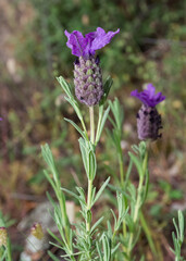 peaceful flowers and natural environment in nature
