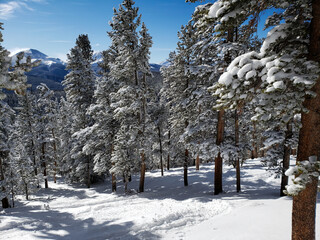 Ski resort powder snow run in the trees in the rocky mountains. Blue sky. Trees covered in snow. Rocky mountain peaks background skyline.
