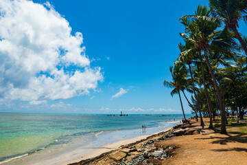 coqueiros da praia da Ponta Verde em Maceió Alagoas Brasil
