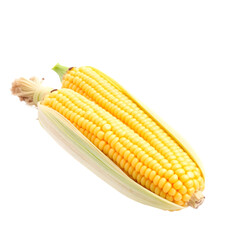 corn on the cob  isolated on transparent background