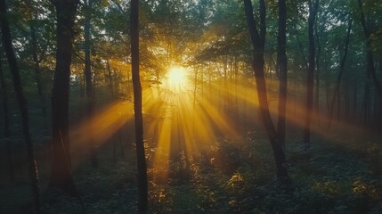 Obraz premium Sunlight Beams Streaming Through a Dense Forest at Dawn, Illuminating the Serenity of Nature's Early Morning Wonders