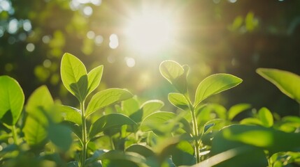 Sunlit Green Plants in Natural Scenery