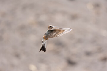 Giant Hummingbird, Antisana, Ecuador