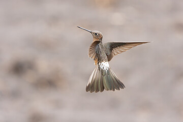 Giant Hummingbird, Antisana, Ecuador