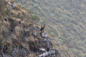 Condors in Ecuador