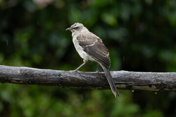 Obraz premium Tropical Mockingbird, San Francisco de Borja, Ecuador