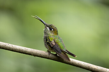 Hummingbird of Ecuador's rain forests
