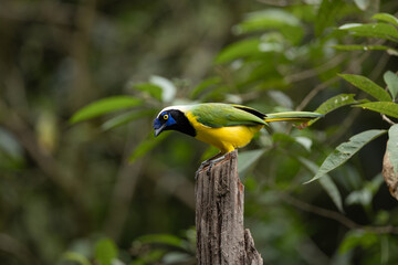 Grean - Jay, Ecuador