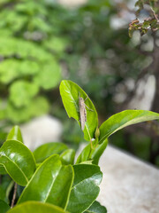 insect on green leaves close up. High quality photo