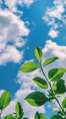 Obraz premium Green Leaves Reaching Towards a Bright Blue Sky With Fluffy White Clouds on a Sunny Day in Nature