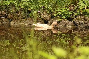 Duck Reflecting in the Water