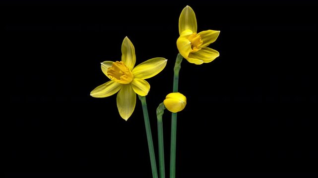 Beautiful composition of spring flowers. Bouquet of yellow Narcissus. Valentine's Day, Easter, Birthday, Happy Women's Day, Mother's Day.