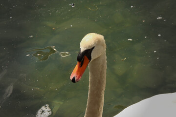 Face of a Swan