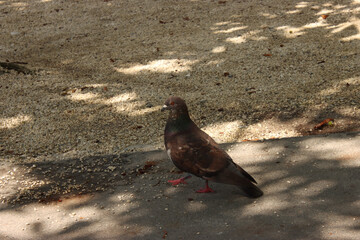 Pigeon Walking