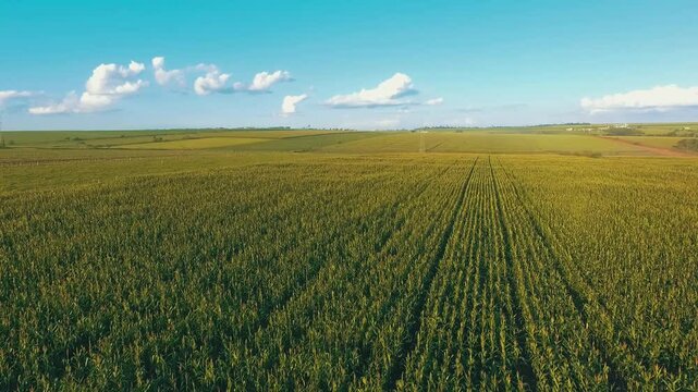 Corn field clouds agriculture