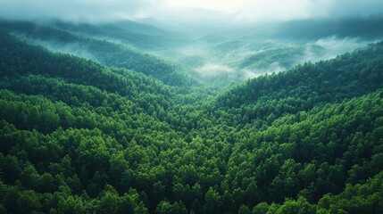 Fototapeta premium Lush Green Forest Stretches Across Rolling Hills Under a Misty Sky at Dawn in a Tranquil Landscape of Nature