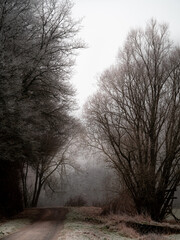 Obraz premium trees in the fog