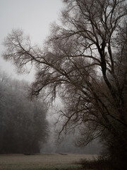 tree in fog