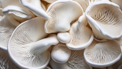 mushrooms on a black background