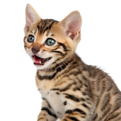 Fototapeta premium Adorable furry Bengal kitten isolated on the transparent background