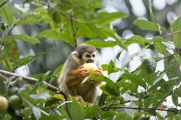 Squirrel Monkey, Tena, Ecuador