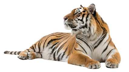 Fototapeta premium Bengal tiger resting isolated on white background
