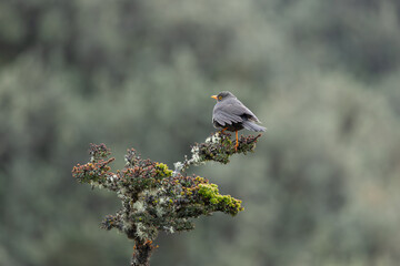 Great Thrush in Cayambe - Coca, Ecuador