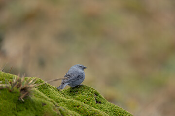 Plumbeous Sierra Flinch, Cayambe - Coca, Ecuador