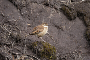 Chestnut - Winged Cinclodes, Cayambe - Coca, Ecuador